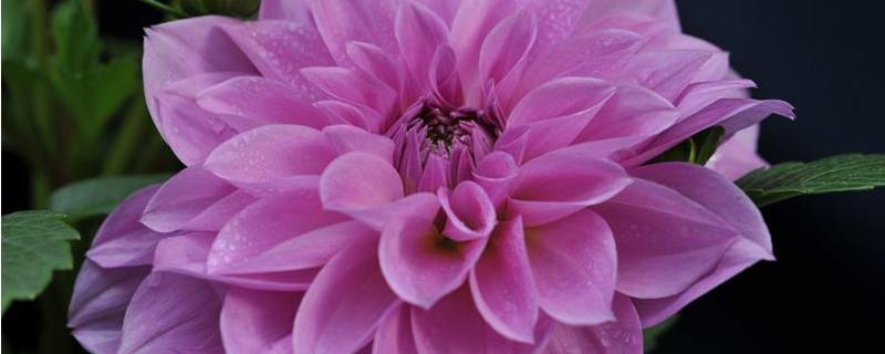 丽花种子具体的种植方法是什么，生长过程中应当如何有效应对病虫害