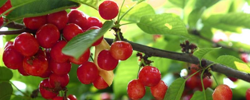 樱桃通常在什么时候成熟呢，采摘完毕之后该如何进行管理呢