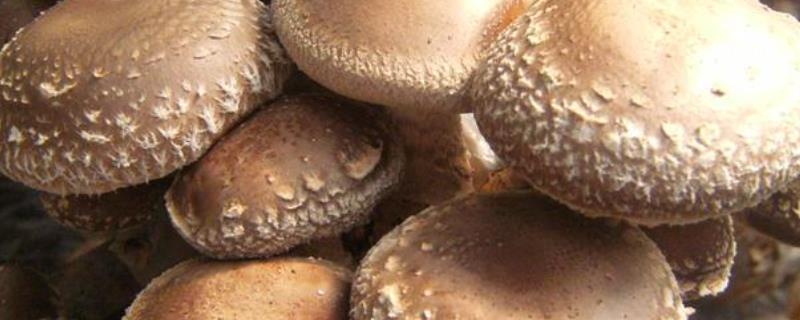 全面的食用菌栽培技术大全，食用菌栽培技术有哪些相关的注意事项