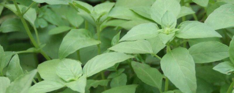 荆芥的详细种植技术有哪些，建议选择疏松肥沃的优质土壤