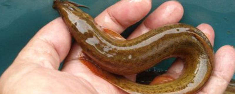 泥鳅具体吃哪种类型的饲料，它到底是不是属于鱼类呢