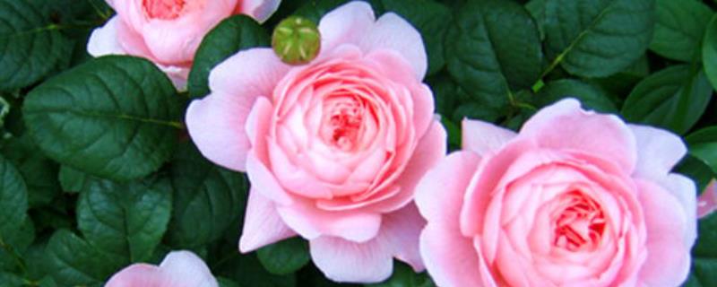 有哪些常见的欧月品种介绍，它们大多是否能够多季持续开花