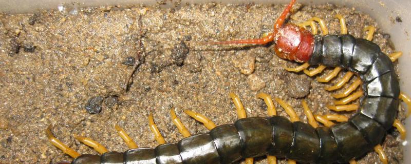 蜈蚣养殖技术详细讲解，你可以选择养殖缸养殖模式或者养殖池养殖模式