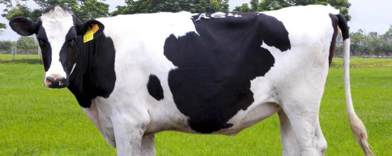 奶牛养殖过程中的难点有哪些，奶牛在饲养管理方面具体存在哪些困难