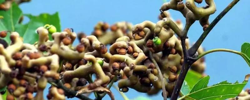 拐枣树的种植技术有哪些,通常采用种子繁育的方式吗