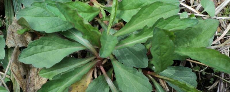 各种野菜的详细种类及其具体的健康功效