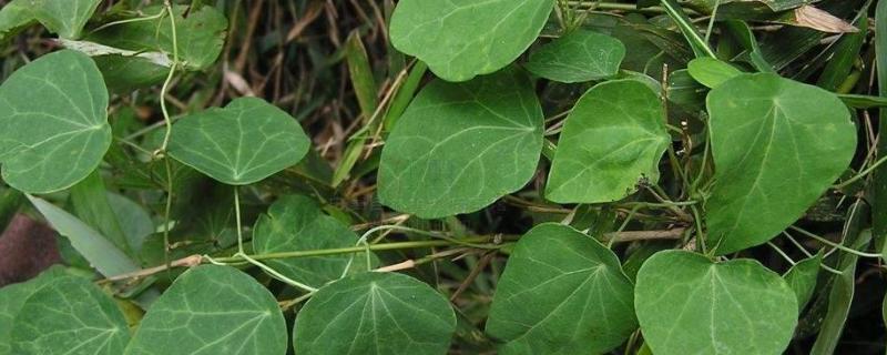 粉防己的详细种植技术有哪些，我们在日常管理中应该如何防治病虫害