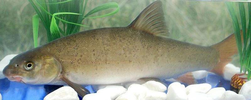 裂腹鱼的养殖技术有哪些，鱼苗如何进行分群饲养工作