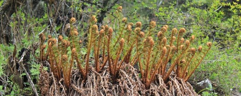 蕨菜和薇菜这两者有什么区别
