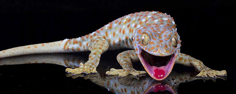 蛤蚧的具体养殖技术有哪些，一定要做好相关的防逃跑措施