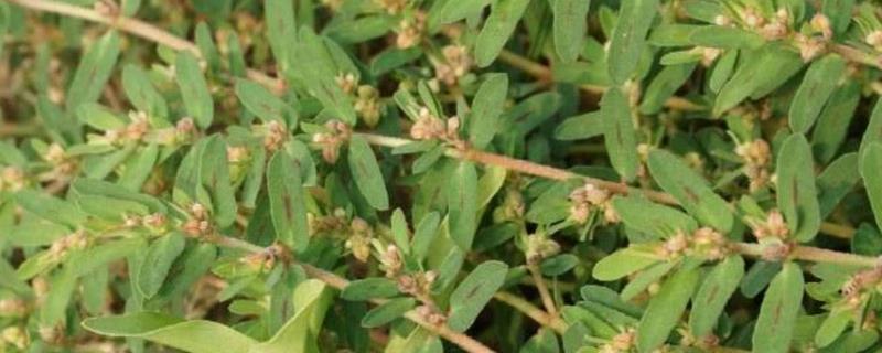 千根草的详细种植技术有哪些，它是非常普遍的野草，但是也具有极高的药用价值