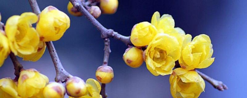 腊梅种子具体该怎么种植，其实既可以在春天播种也可以在秋天播种