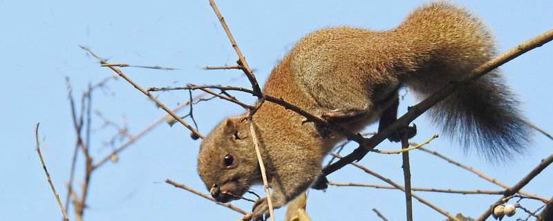 松鼠尾巴的各种作用是什么，它的尾巴为什么比身体还要大呢