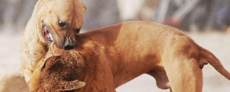 最全的斗狗品种大全，带你分别详细介绍比特犬和土佐犬以及杜高犬