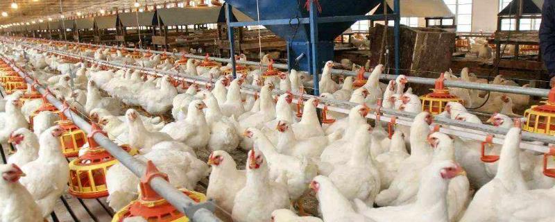 鸡舍消毒常见的误区有哪些，怎样才能更加合理地使用各类消毒方法