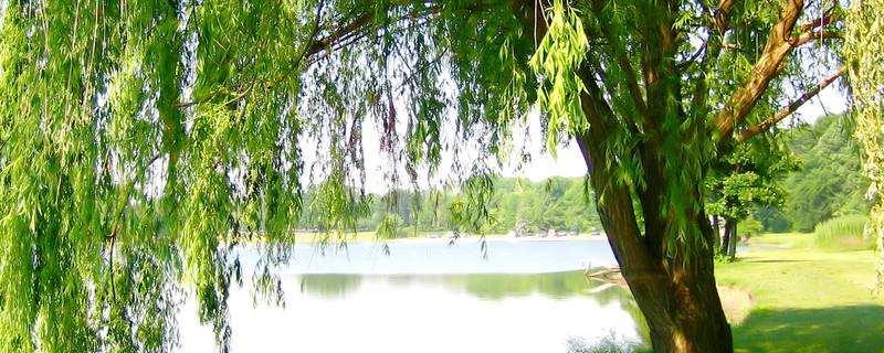 柳树通常在什么时候开花，关于柳树的药用价值都有哪些内容