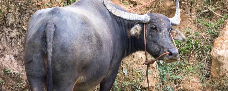 在散养水牛过程中要注意什么，坚持以青饲料为主，并且以精饲料为辅助
