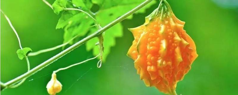 金铃子的具体种植时间与科学方法是什么,南方地区的种植时间通常要比北方更早一些