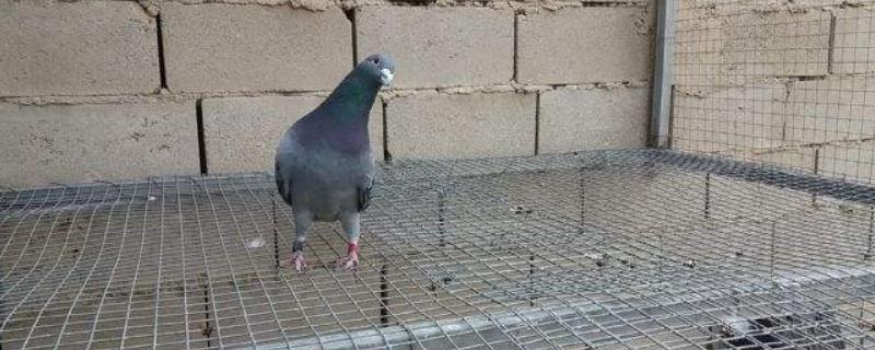 鸽子歪脖子用什么药才能彻底治好，附带产生歪脖子的原因有哪些