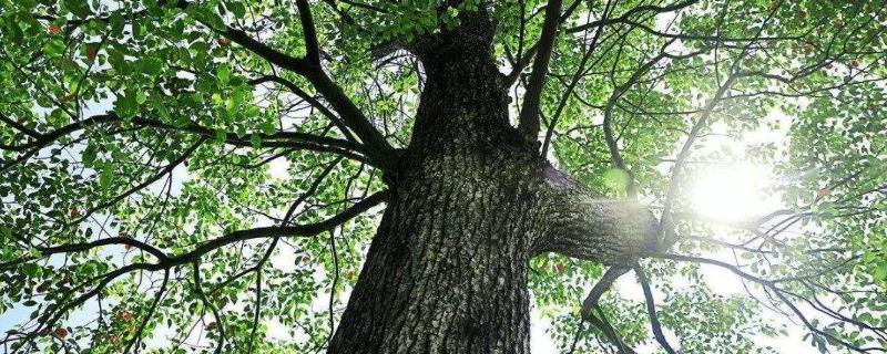 香樟树究竟属于哪一种类型的植物，它的外形特征长什么样，具体具有哪些方面的用途
