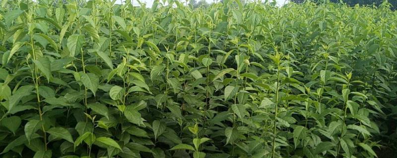 杜仲种子究竟应该怎么种植，在这个过程中需要注意如何合理施肥