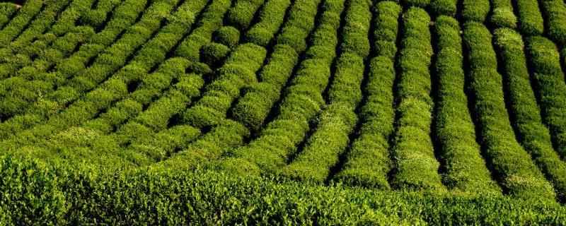 夏季茶园的管理技术有哪些,通过合理除草浇水排水以及施肥等方式进行管理