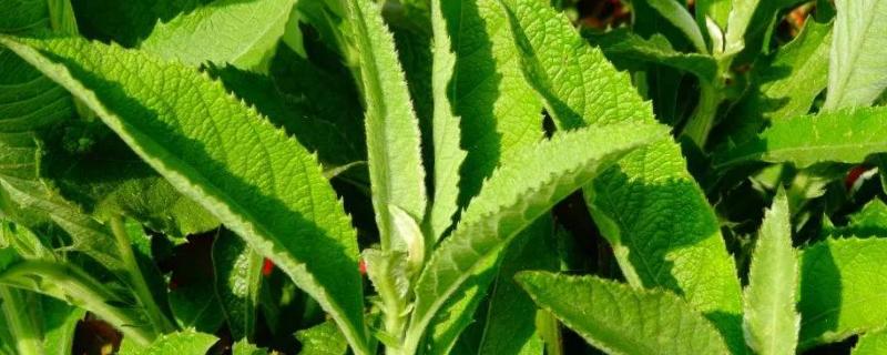艾纳香种植技术有哪些，可以通过无性和有性两种方式繁殖