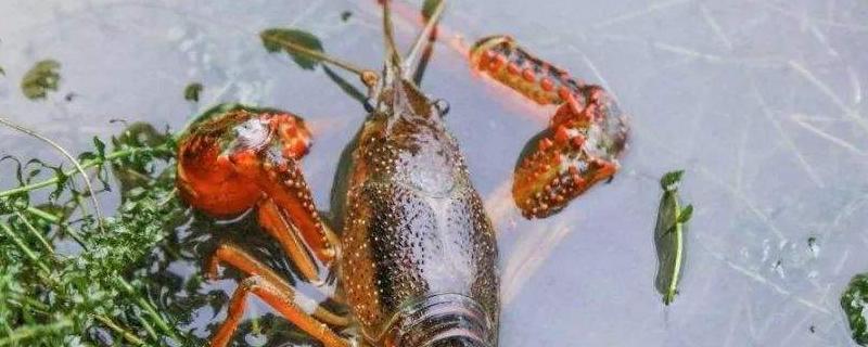 小龙虾大量死亡的具体原因是什么，不同因素导致的死亡表现都有哪些区别