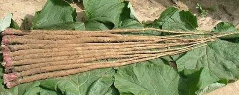 牛蒡具体是指什么东西,它的主要产地分布在哪里