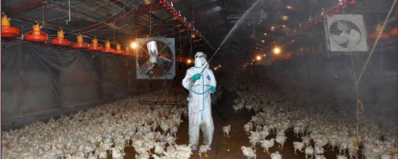 鸡舍熏蒸消毒要注意什么事项，消毒工作开始前需要打扫干净卫生