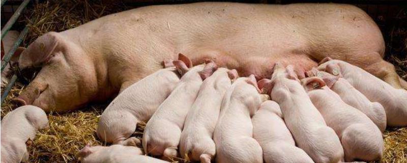 如何进行断奶母猪的饲喂管理，为什么需要对它们进行分群饲养