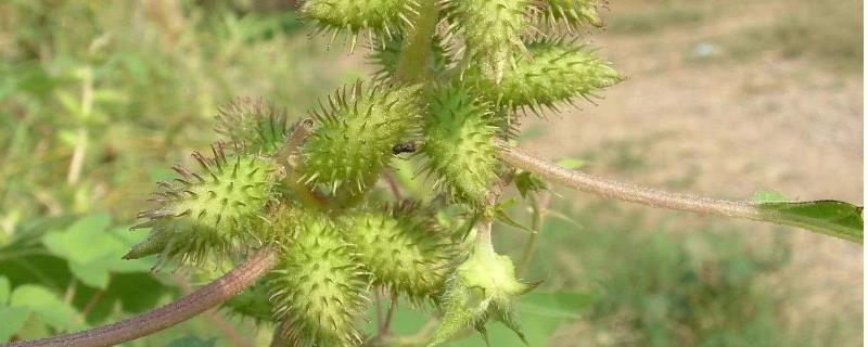 苍耳靠什么媒介传播种子，它具体采用了什么样的方式
