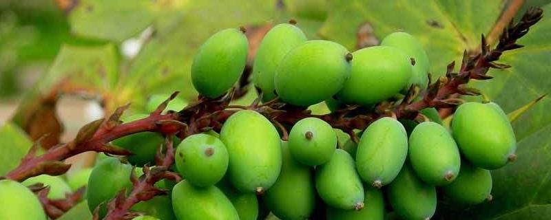 西青果的科学种植技术有哪些,如何在高龄的果树上进行取种呢