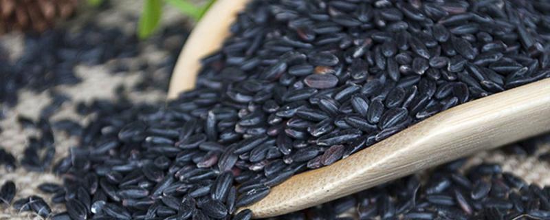 黑米的产地主要分布在哪里，它包含哪些具体的营养价值，日常生活中该如何鉴别好坏