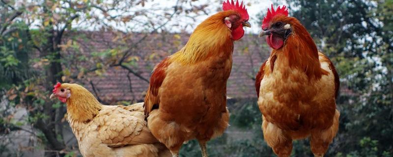 鸡掉毛到底是怎么回事呢，针对不同的发病原因治疗方法也不尽相同