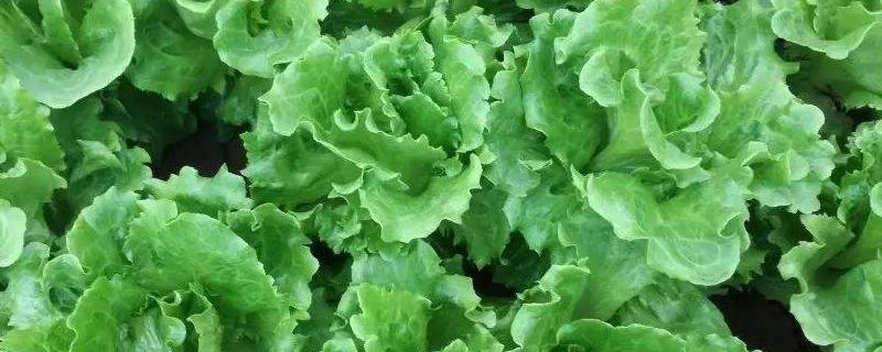 生菜的种植技术和管理方法，可以选择春季或者秋季播种