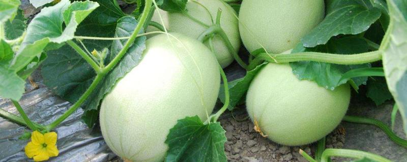 大棚甜瓜的高产种植技术，建议优先选择早熟与中熟的优质品种为主