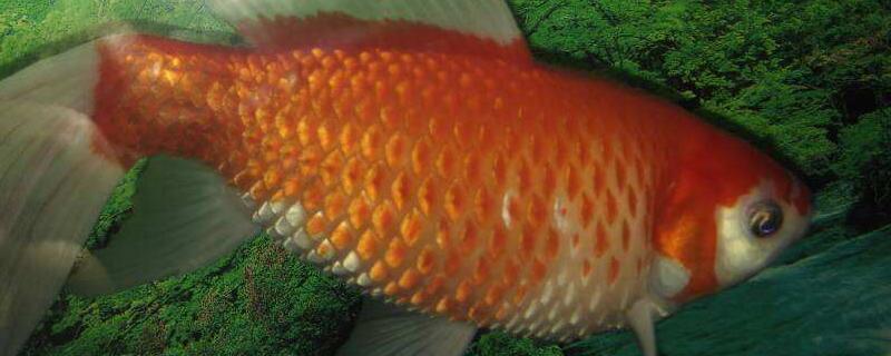 竖鳞病该如何进行治疗，附带发病的原因有哪些以及具体症状表现