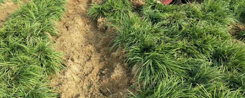 麦冬的种植条件都有哪些呢