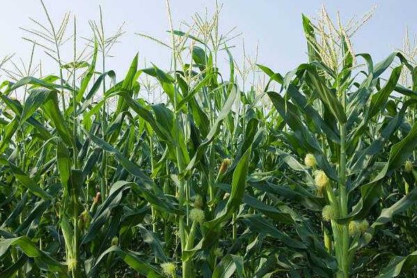 玉米田除草剂有哪些