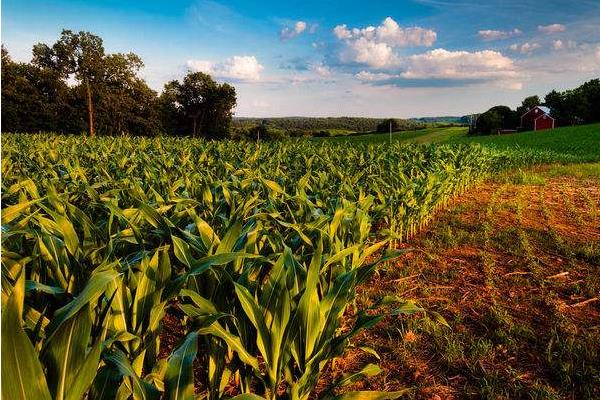 玉米田除草剂有哪些