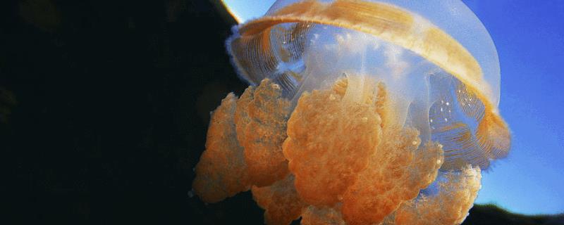 海蜇到底属不属于水母的一种，它们是否有毒性，平常都吃什么样的食物呢