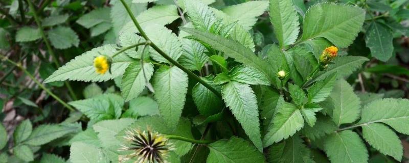 鬼针草常见的品种有哪些，不同品种的叶片形状存在着一定的差异