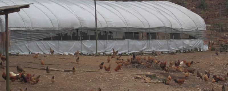 养鸡场禽流感如何预防，有哪些具体措施