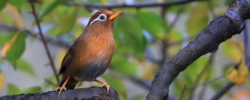 画眉鸟饲料配方有哪些，需要根据不同的季节来补充各种不同的食物