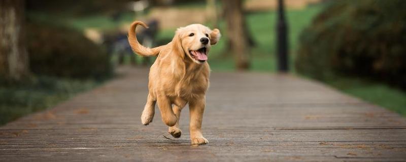 金毛犬目前市场价多少钱一只，新手应该如何挑选购买优质金毛