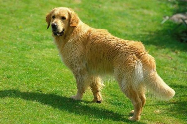 金毛犬多少钱一只