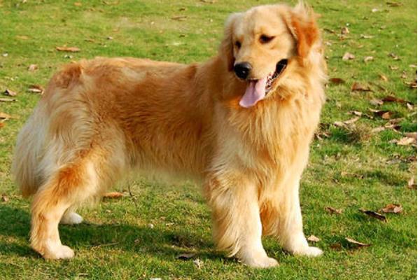 金毛犬多少钱一只