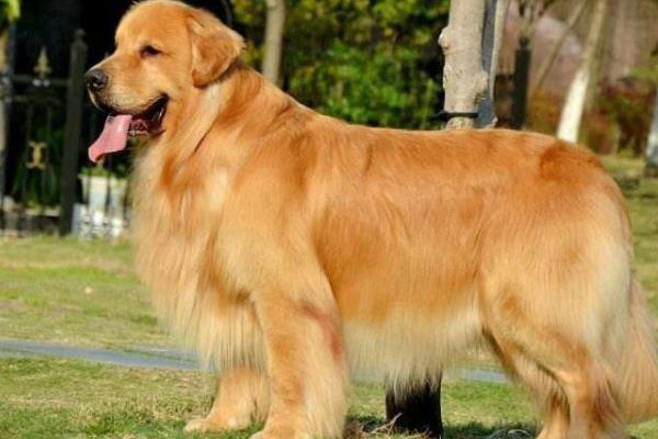 金毛犬多少钱一只