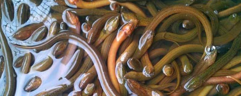 养黄鳝一亩地到底能赚多少钱，为你提供详细的成本利润核算方法